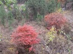 -黄花溪