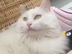 -美联众合爱康动物医院•复杂内科•肿瘤科•牙科•腔镜诊疗中心