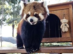 -云南野生动物园