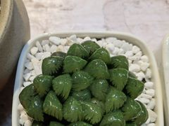 -朝来春花卉市场
