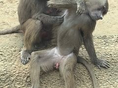 -杭州野生动物世界