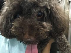 -荣耀金沙动物医院(清江西路店)