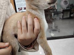 -中农大我爱我爱动物医院·核磁CT·猫病·24小时夜诊中心(石佛营店)