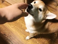 -柴务处·柴犬主题狗咖