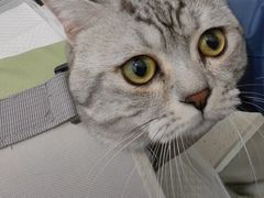 -纳吉亚猫专科动物医院·北北分院