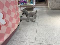 -FAELING PETS美天灵宠物(富力广场店)