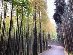-山王坪喀斯特国家生态公园