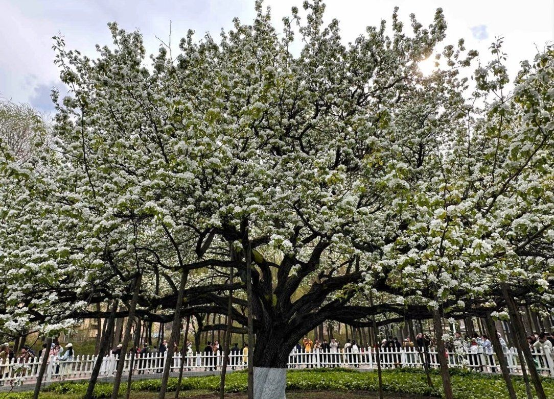 天天领红包 古梨园内这棵百年山梨树已经