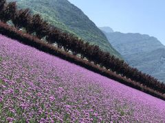 -曲江薰衣草庄园