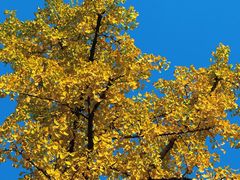 -大妙火锅·非物质文化遗产(东湖公园店)