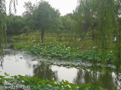 -东郊湿地公园