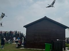 -盐城丹顶鹤湿地生态旅游区