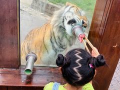 -横道河子东北虎林园