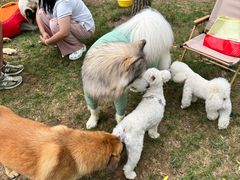 -爪吧宠物乐园 (温榆河示范区店)