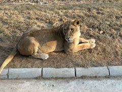 -北京野生动物园