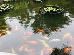 -碧江金楼