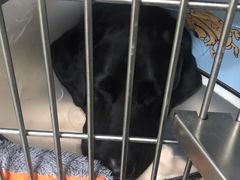 -喜多萌中农锦绣动物医院24H·猫科·牙科MRI·CT