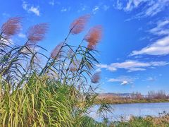 -捞渔河湿地公园