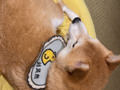 -逗柴咖啡屋·狗咖猫咖宠物桌游