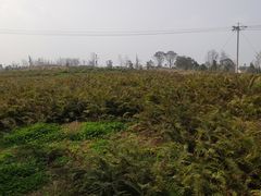 -桤木河湿地公园