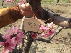-樂桃源奉贤黄桃种植采摘基地