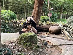 -都江堰中华大熊猫苑