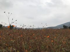 -凡花楼(拈花湾店)