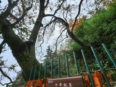 -老君山风景名胜区