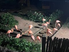 -清迈夜间动物园