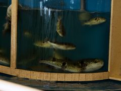 -天正河鲀·河豚亭(大连店)