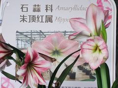 -杭州植物园