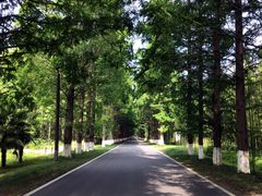 -黄海国家森林公园