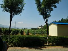 -北京张裕爱斐堡酒庄