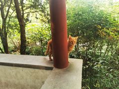 -秋霞圃
