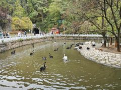 -黔灵山公园