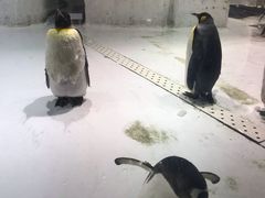 -大连圣亚海洋世界