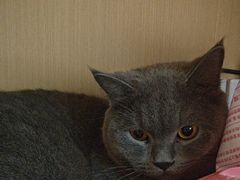 -瑞派康怡24h宠物医院·犬猫医疗中心·微创绝育(瑞景分院)