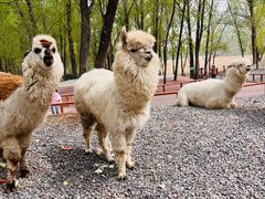 -北京野生动物园