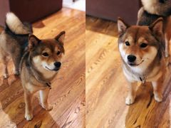 -柴务处·柴犬主题狗咖