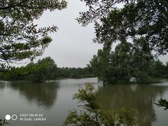 -大湾区中央湿地公园