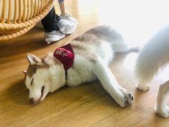 -Husky Go! 哈士奇体验馆·宠物咖啡厅狗咖