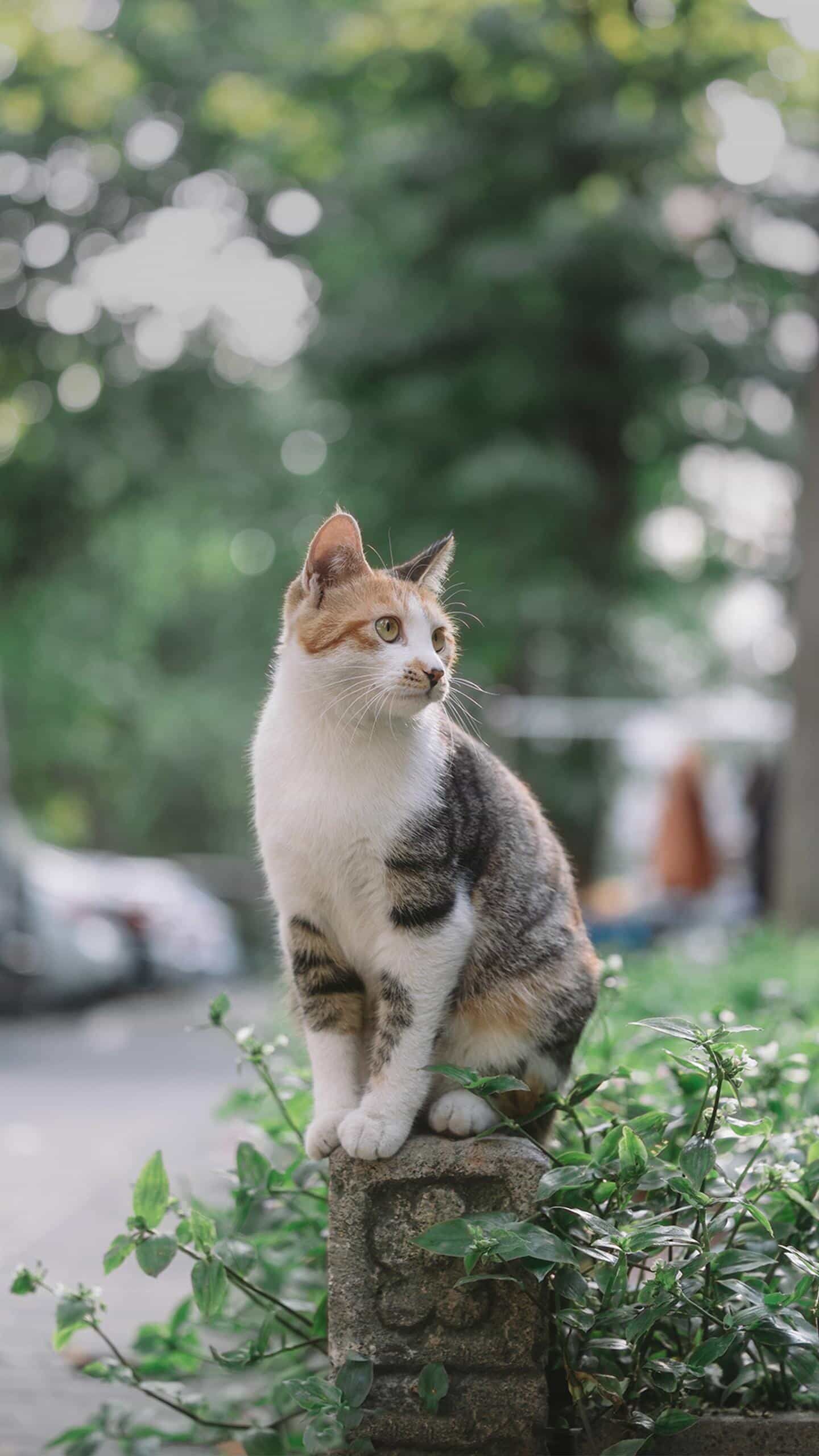 天天领红包可爱的动物,小猫咪最喜欢啦