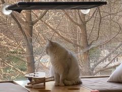 -猫和宫(六道口店)