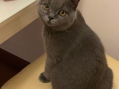 -喵zoo家庭繁育猫舍(尖东智能花园店)