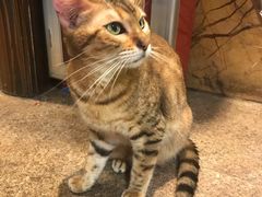 -more than meow吴止猫主题餐厅(承德 中船汇店)