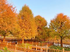 -五缘湾湿地公园