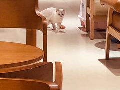 -藏猫猫咖啡主题馆(中央大道店)