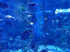 -烟台海昌鲸鲨海洋公园