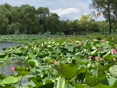 -东郊湿地公园
