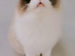 -Heymao猫咖.咖啡厅(东门店)